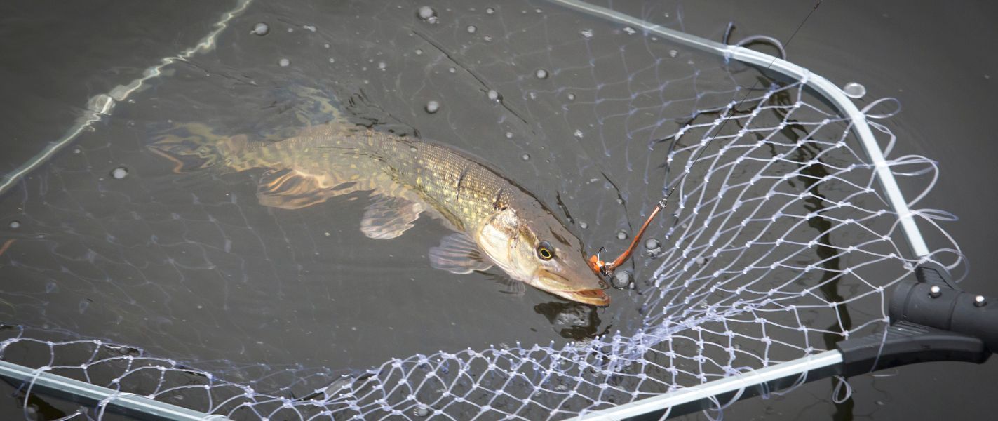 Fishing in Helfaut