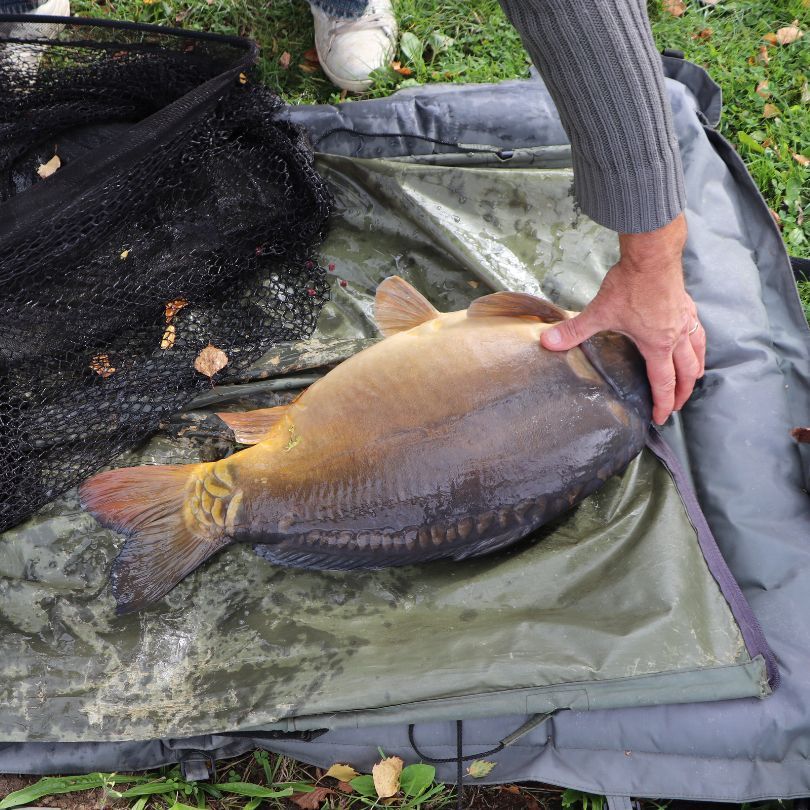 carpe pêchée sur étang pas de calais